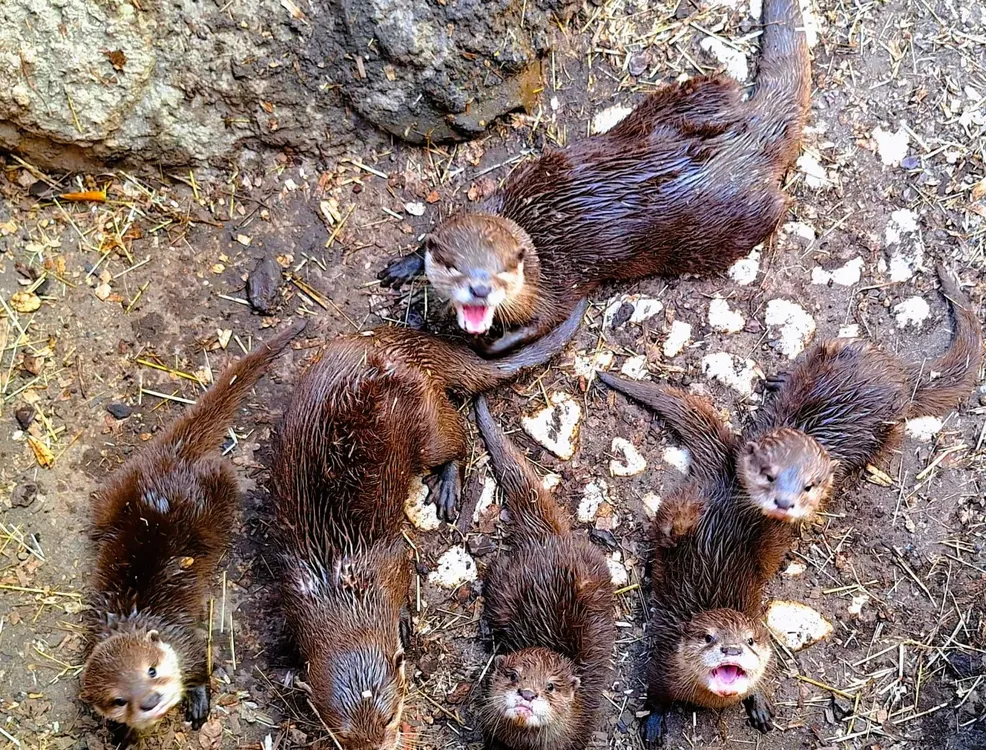 Nacen 4 crias de nutria asiática en Sea Life Benalmádena-3