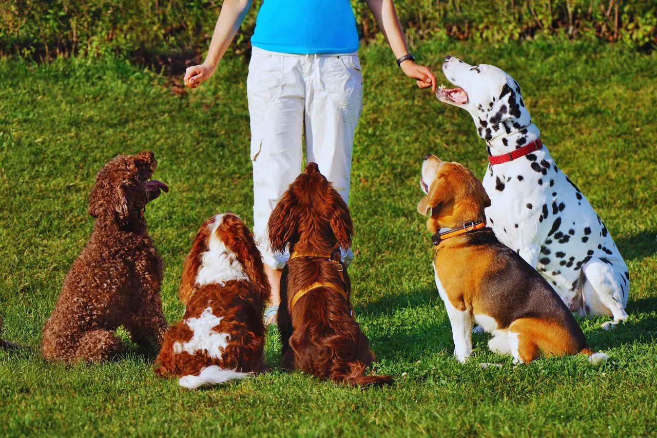 adiestrador perros málaga - IP