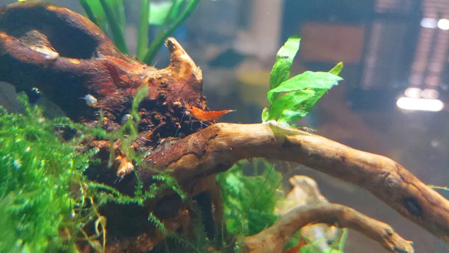 Naturaleza en el Aula gambario