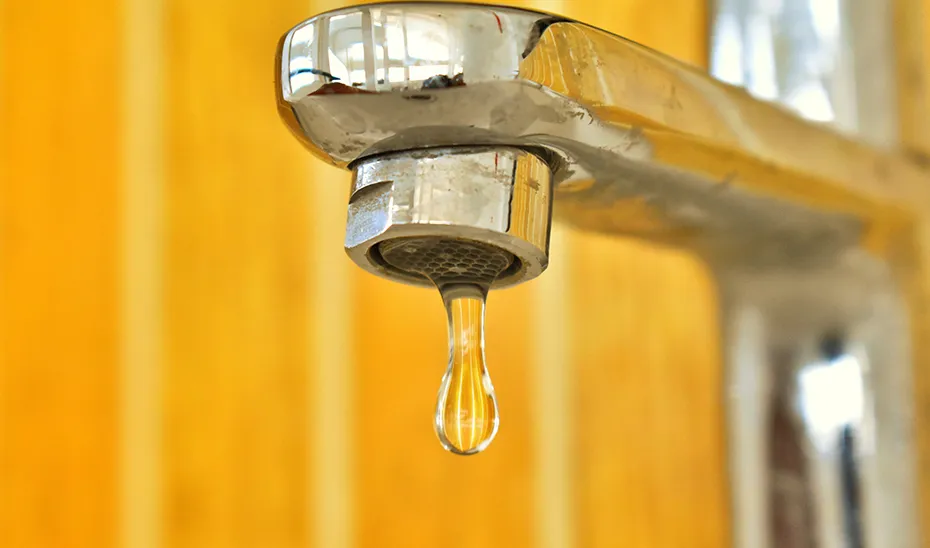 1660642985844grifoEst