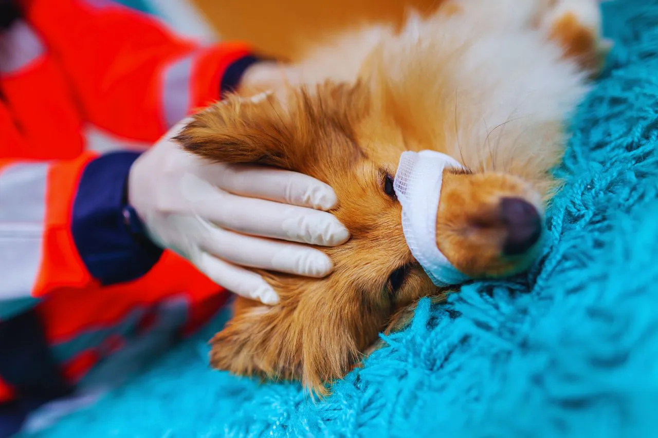 veterinario de urgencias - IP