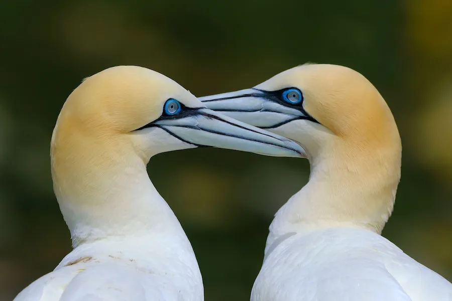 copyright Rafael Ramos